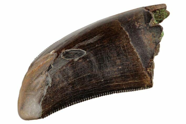 Serrated Tyrannosaur Tooth - Feeding Worn Tip #192602